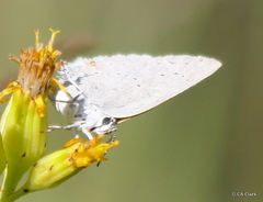 Satyrium sylvinus dryope