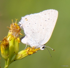 Satyrium sylvinus dryope