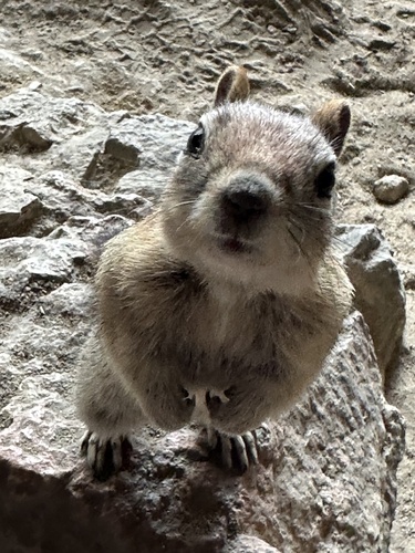 Mount Charleston Golden-mantled Ground Squirrel photographed in Nevada