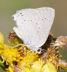 Satyrium sylvinus dryope