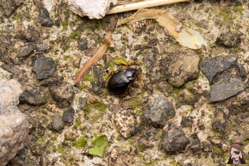 Apteroloma zhejiangense