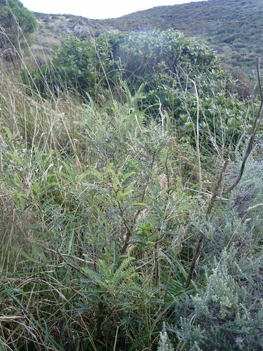 Sophora molloyi