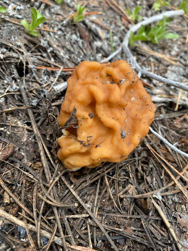 iNaturalist observation photo of Mountain Lorchel
