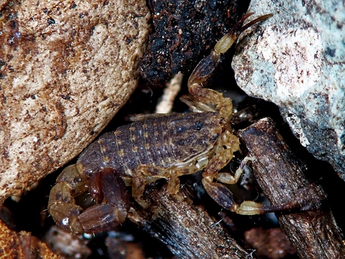 Microtityus minimus · iNaturalist