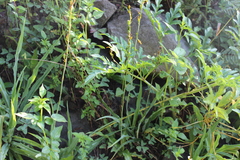 Echeandia echeandioides