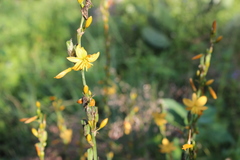 Echeandia echeandioides