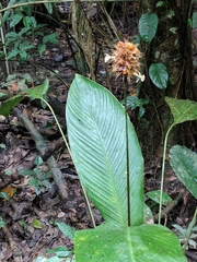 Goeppertia altissima