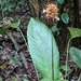 Calathea altissima - Photo (c) Mike Tidwell, osa oikeuksista pidätetään (CC BY-NC), lähettänyt Mike Tidwell
