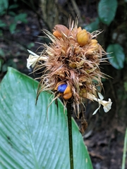 Goeppertia altissima