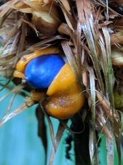 Goeppertia altissima