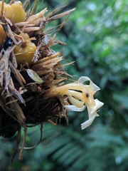 Goeppertia altissima