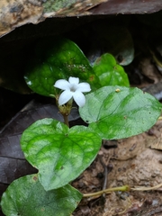 Geophila