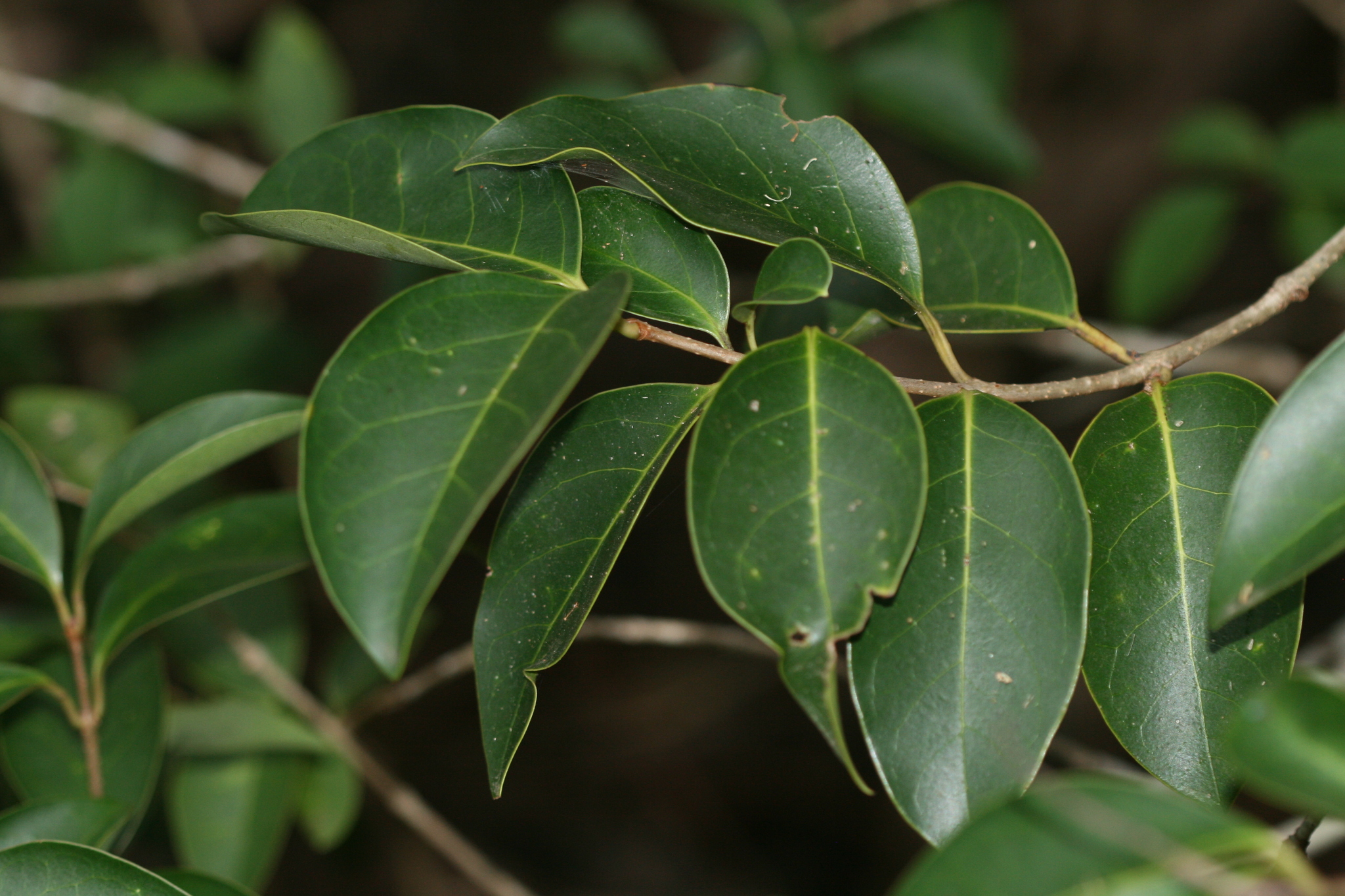 Truenos o Aligustres (Género Ligustrum) · NaturaLista Mexico