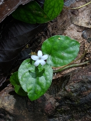 Geophila