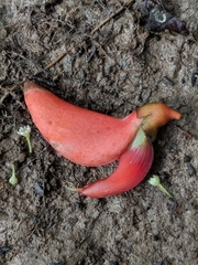 Erythrina ulei
