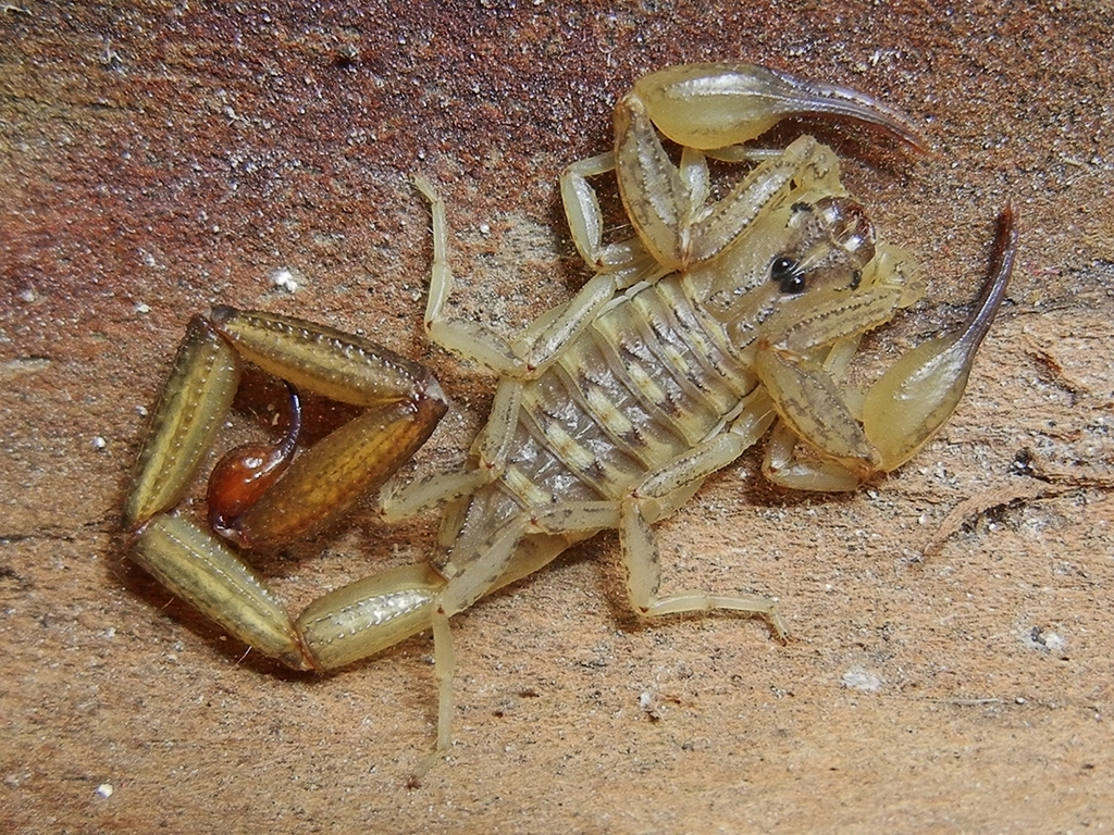 Centruroides altagraciae