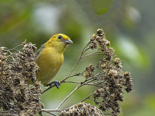 Buff-bellied Tanager (Thlypopsis inornata), photo 8