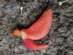 Erythrina ulei