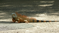 Iguana iguana