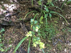 Coprosma rhamnoides