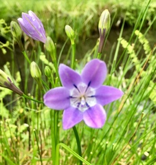 Triteleia bridgesii