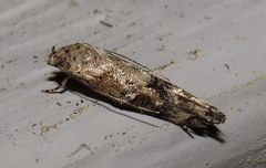 Mompha stellella