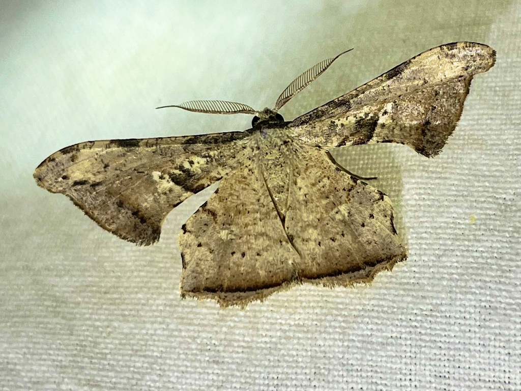 Xenimpia tetracantha