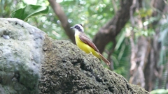 Pitangus sulphuratus