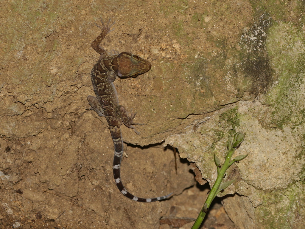 Mae La Noi Bent-Toed Gecko