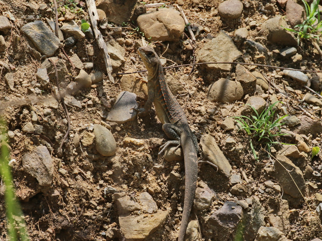 Burmese Butterfly Lizard