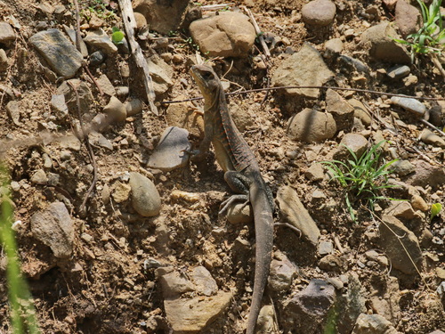 Burmese Butterfly Lizard, Leiolepis peguensis
