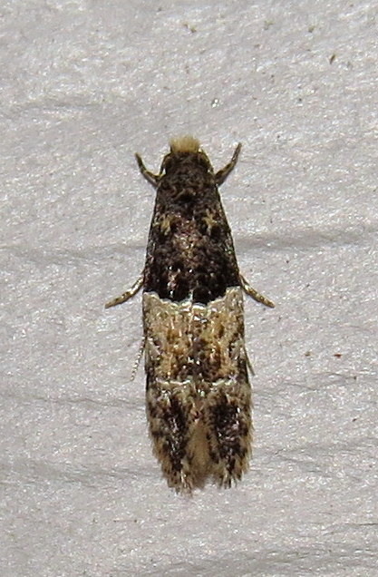 Oenoe hybromella