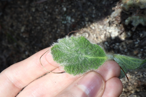 Image of Boea hygroscopica by (c) Thomas Mesaglio, some rights reserved (CC BY)