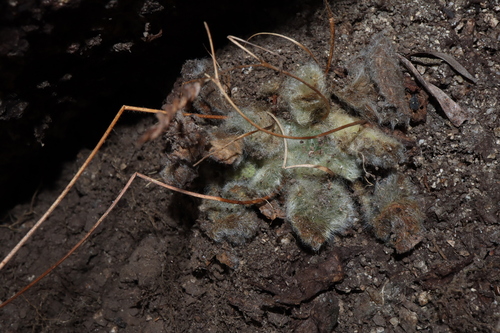 Image of Boea hygroscopica by (c) Thomas Mesaglio, some rights reserved (CC BY)