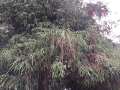 Tracheophyta