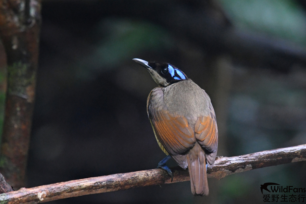 Wilson's Bird-Of-Paradise