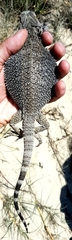 Pogona barbata