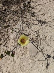 Gossypium armourianum