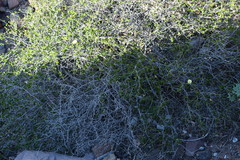 Gossypium armourianum