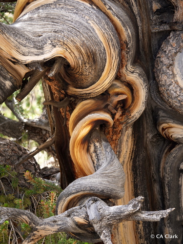 Great Basin bristlecone pine