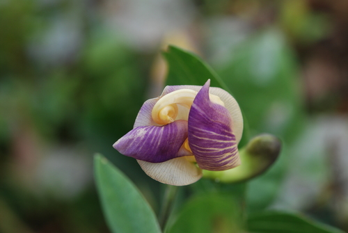 Vigna adenantha iNat (1)