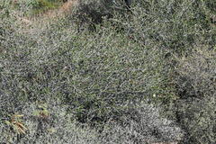 Gossypium armourianum