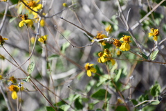Bahiopsis chenopodina