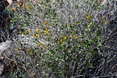 Bahiopsis chenopodina