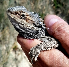 Pogona barbata