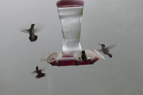 Ruby-throated Hummingbird photographed in West Virginia
