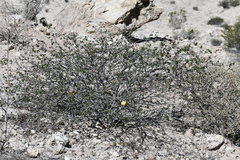 Gossypium armourianum