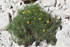 Coreocarpus dissectus