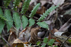 Leptogramma mollissima