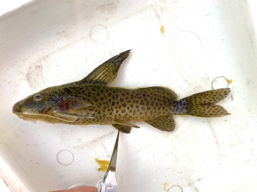 Luipaard-fluweelmeerval (Synodontis leopardinus) — Mochokidae — 2